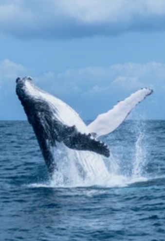 Discover whales of madagascar holiday packages