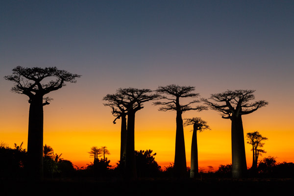 Baobab of madagascar