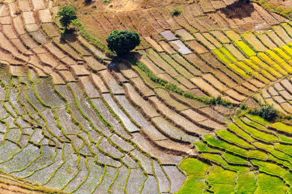 Malagasy Rice terrace