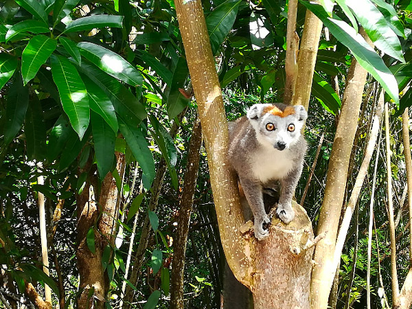 Lemurs of madagascar