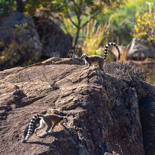 madagascar holiday packages : Malagasy lemurs